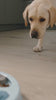 Castron hranire lenta caini si pisici cu puzzle Grunluft HappyPET DT-BY-04